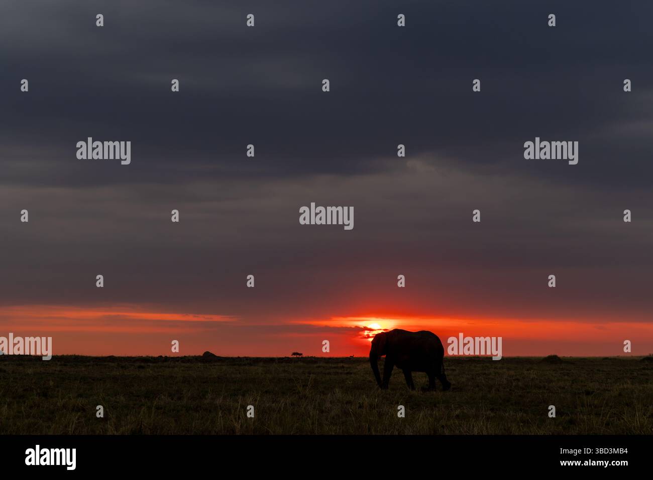 Silhouette di elefante al tramonto sul Masai Mara, Kenya Foto Stock