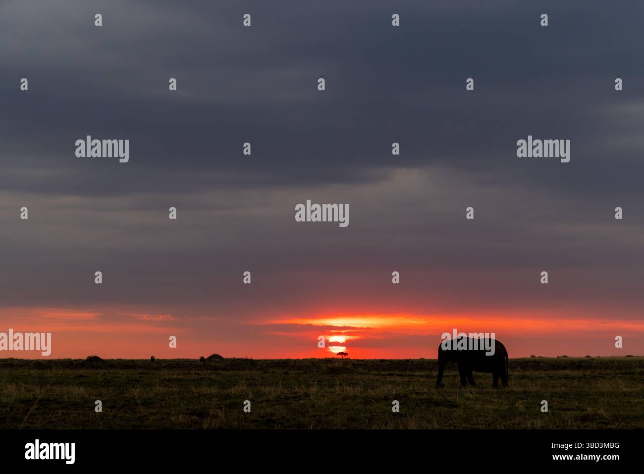 Silhouette di elefante al tramonto sul Masai Mara, Kenya Foto Stock