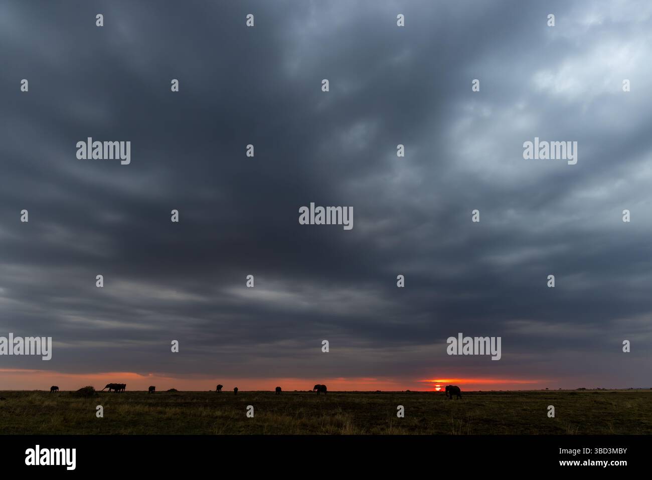 Silhouette di elefante al tramonto sul Masai Mara, Kenya Foto Stock