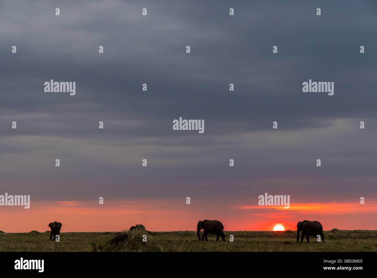 Silhouette di elefante al tramonto sul Masai Mara, Kenya Foto Stock