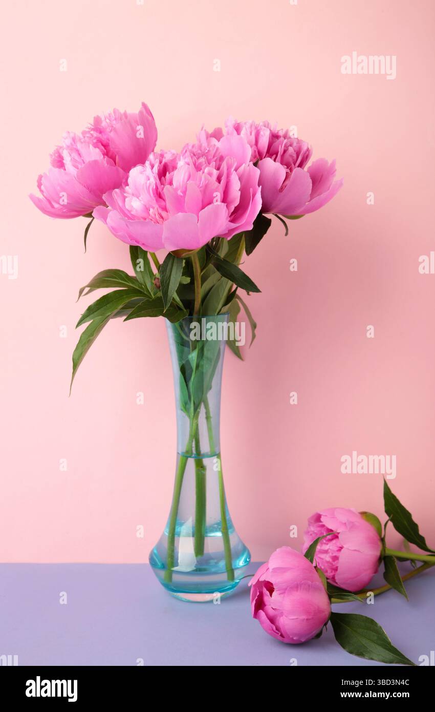 Bellissimo mazzo di peonie rosa fresche in vaso su sfondo rosa. Foto verticale Foto Stock