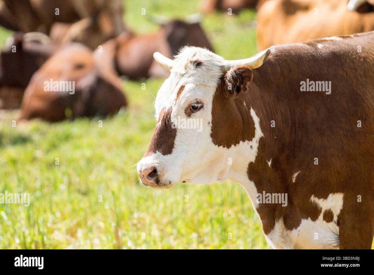 I bovini Nguni allevano il fianco o il profilo di una mucca con corna da vicino in un'azienda agricola in Sud Africa mostrando la sua faccia macchiata e la sua pelle multicolore Foto Stock