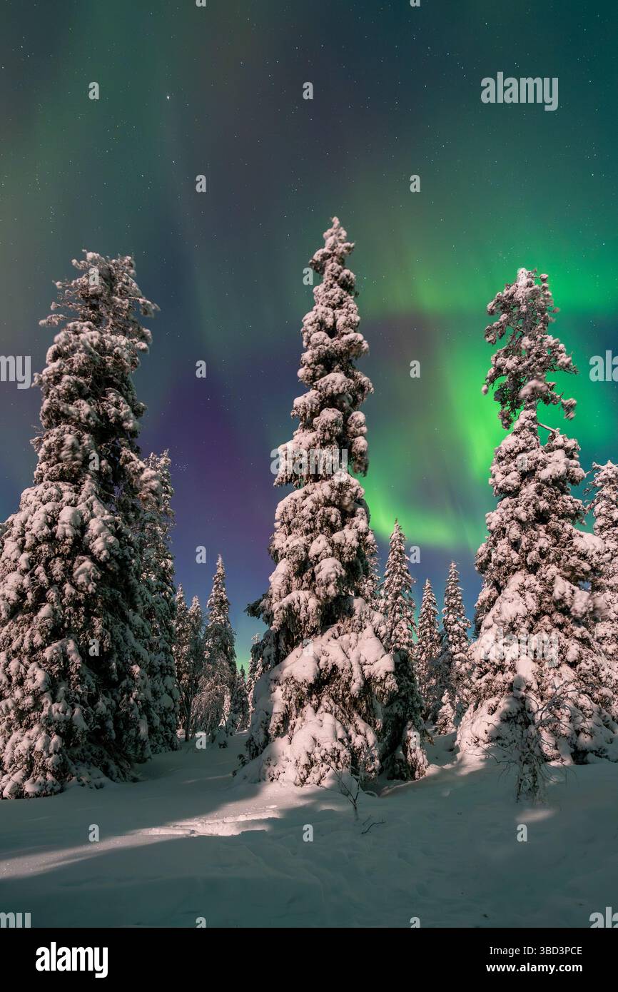 Aurora boreale / aurora boreale su abeti innevati sulla taiga in inverno di notte, Parco Nazionale di Riisitunturi, Posio, Lapponia, Finlandia Foto Stock