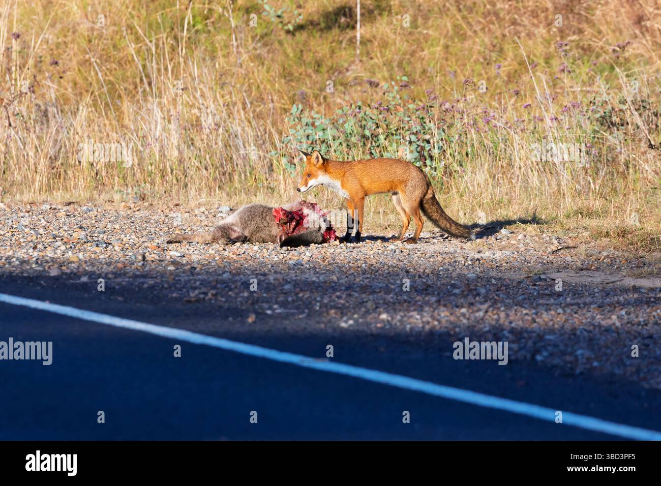 Fotografia di una Red Fox che mangia il canguro al lato della strada in un'area regionale delle Central Tablelands nel nuovo Galles del Sud, Australia. Foto Stock