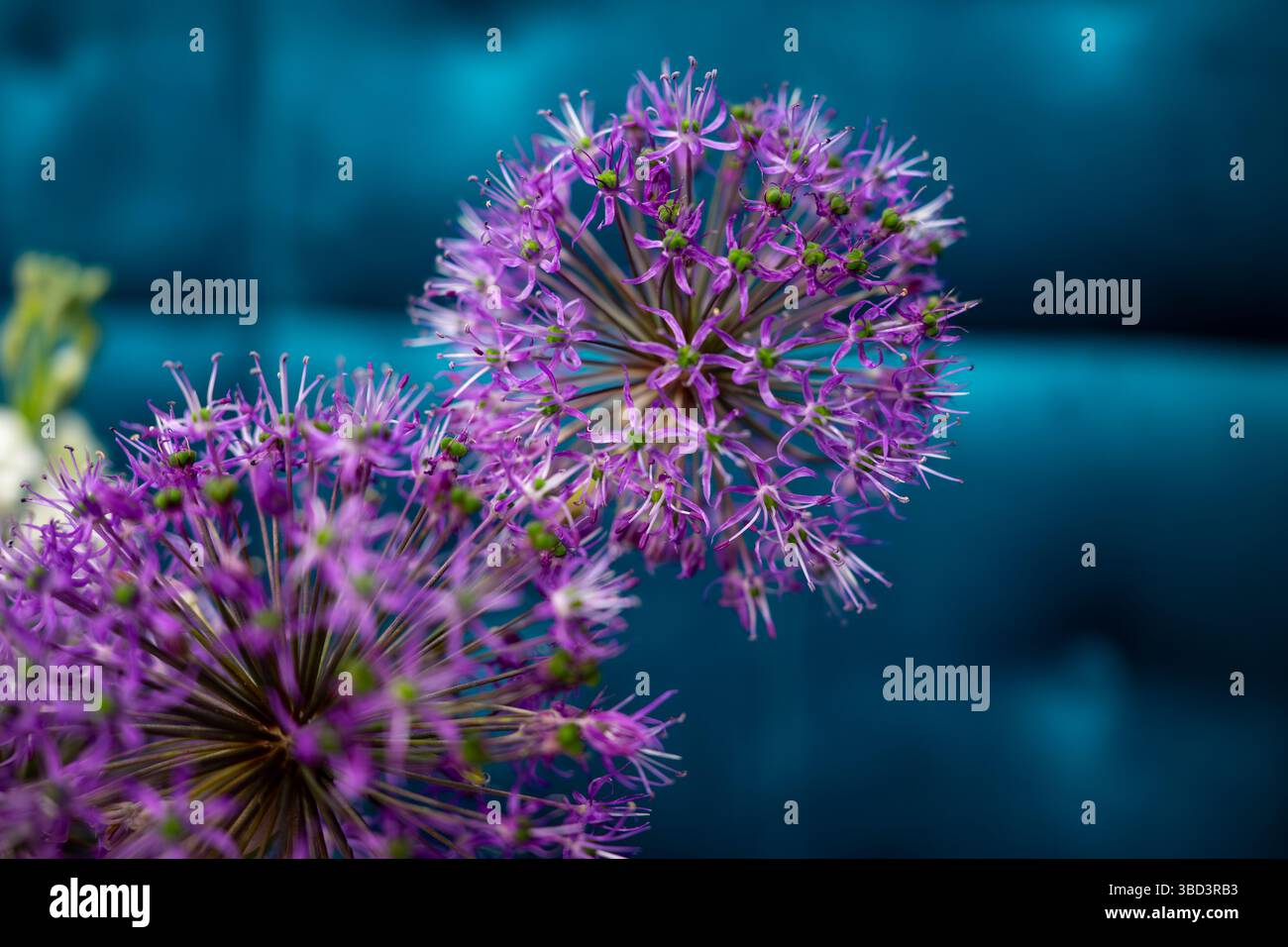 Due splendidi fiori viola mettono in mostra i loro intricati dettagli su un audace sfondo blu in un ambiente interno accogliente, mettendo in risalto il contrasto e. Foto Stock