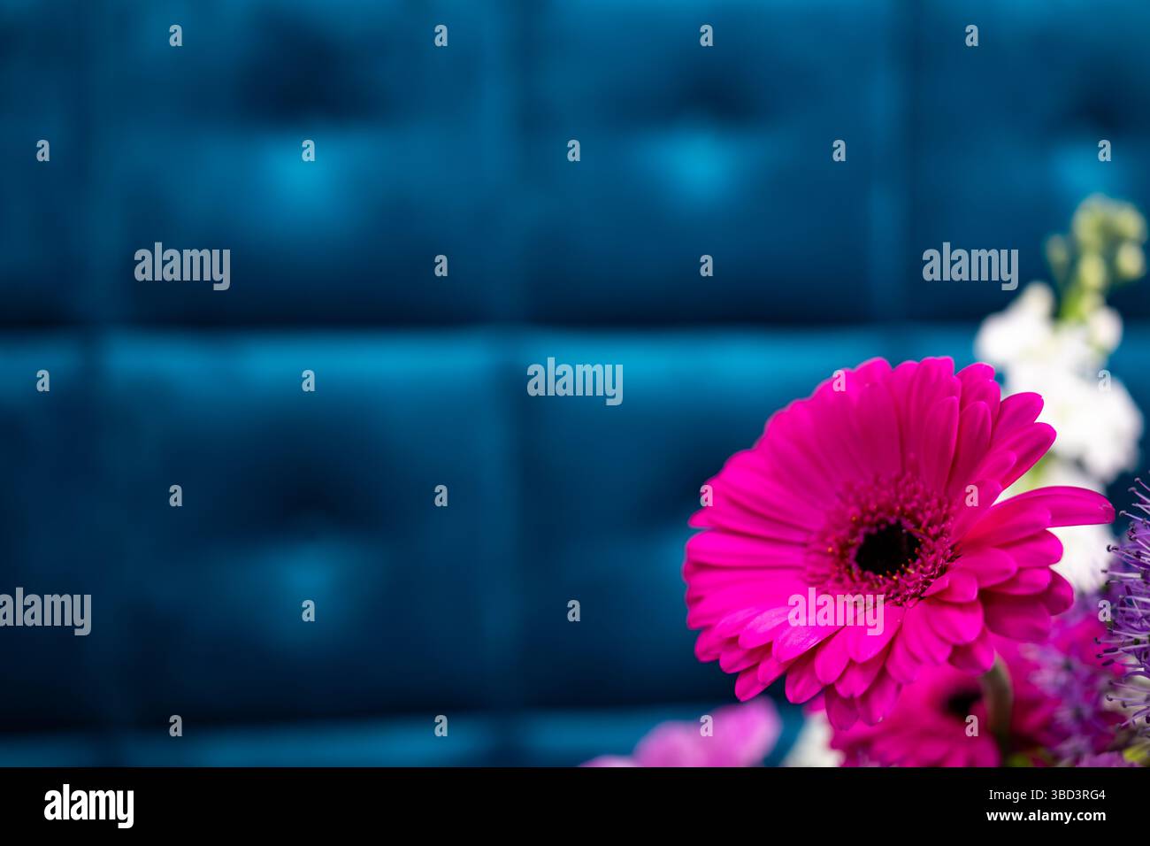 Un vivace fiore rosa spicca in primo piano, contrastando con lo sfondo blu intenso. I colori ricchi evocano una sensazione di freschezza Foto Stock