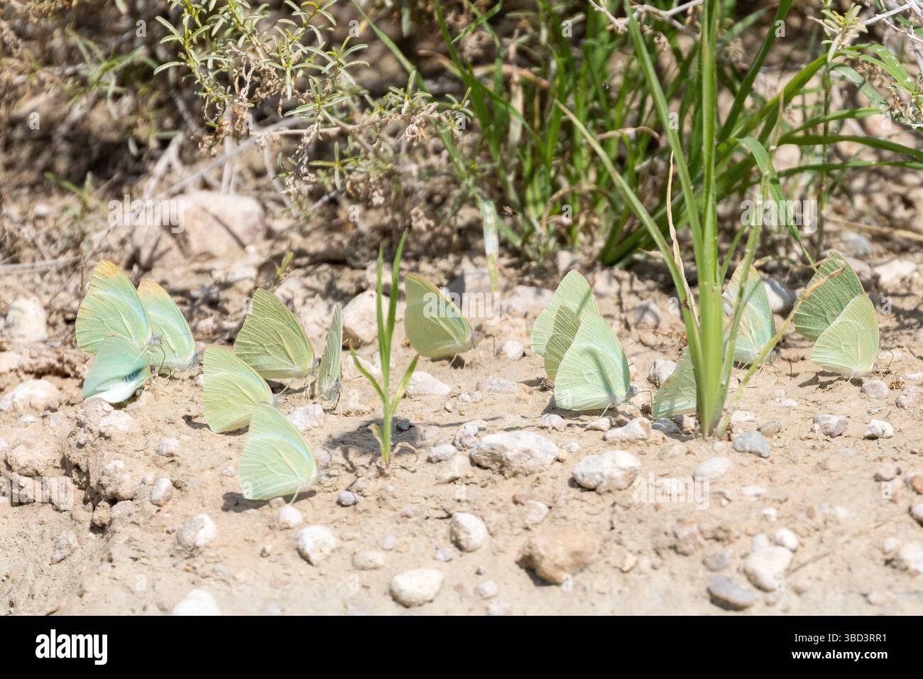 Farfalle africane migranti (Catopsilia florella) Kalahari, Capo settentrionale, Sudafrica, che si nutrono sul terreno per nutrienti Foto Stock