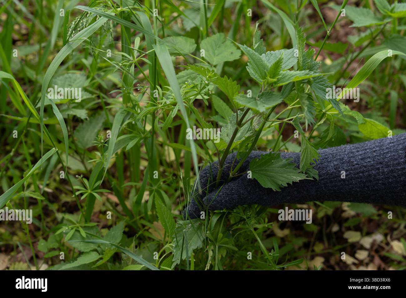 Una mano in un guanto scuro tira fuori erbacce verdi dall'erba su un terreno. Foto Stock