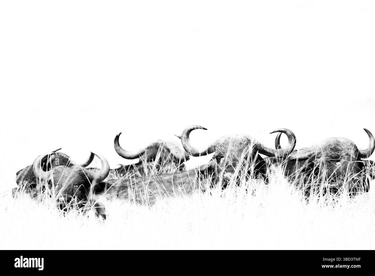 Bufalo africano - immagine chiave alta Foto Stock