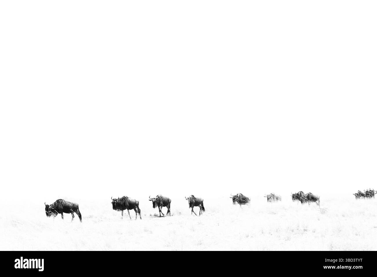 GNU nella grande migrazione - immagine chiave alta Foto Stock