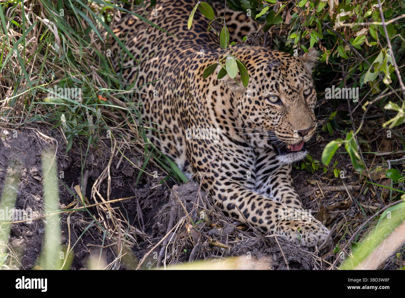 Leopardo africano nascosto nella vegetazione Foto Stock