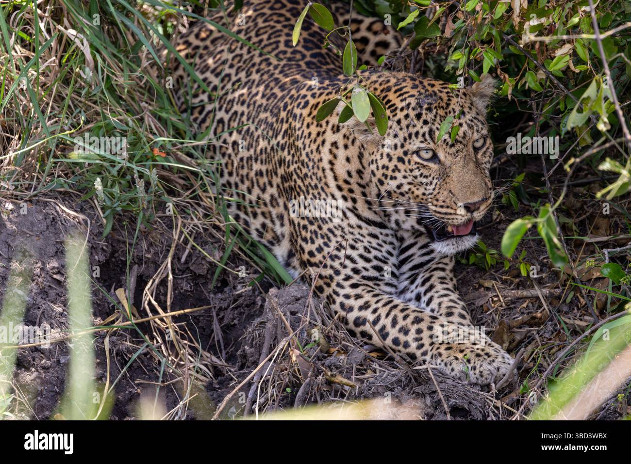 Leopardo africano nascosto nella vegetazione Foto Stock