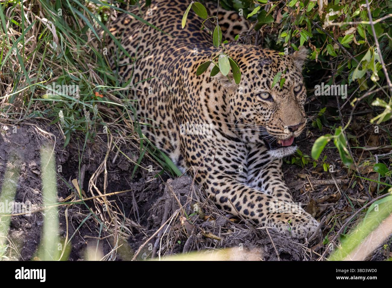 Leopardo africano nascosto nella vegetazione Foto Stock