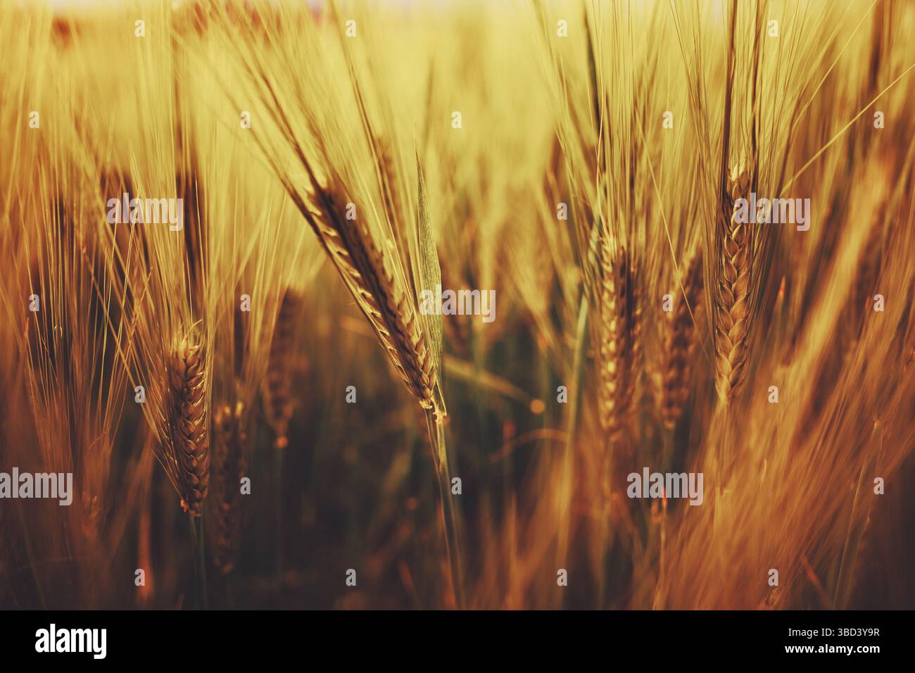 Orecchie di grano alla luce rossa del tramonto Foto Stock