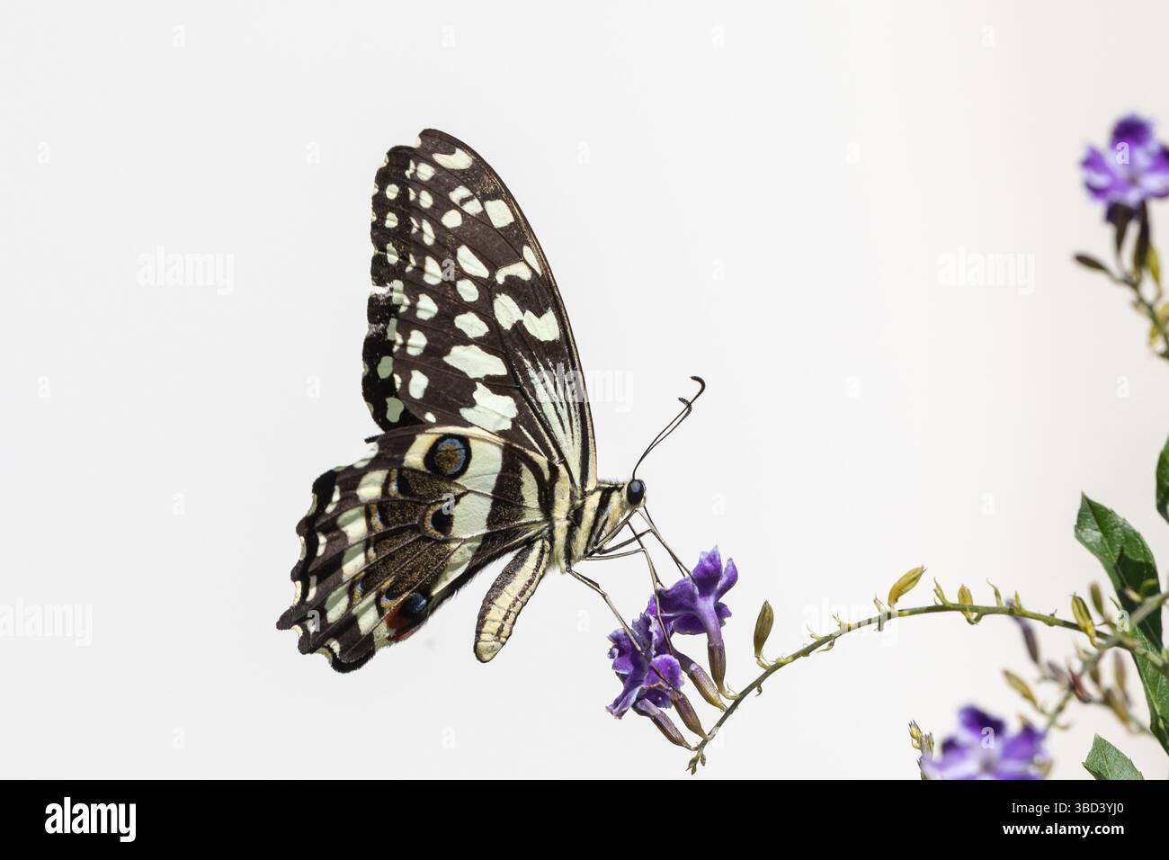 Farfalla Citrus Swallowtail (Papilio demodocus) alias Christmas Butterfly, raccolta di polline su fiori viola di Duranta erecta, (Golden Dewdrop, S Foto Stock
