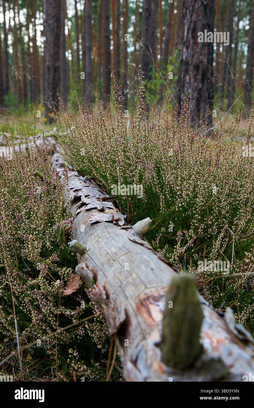 heather and decay - un contrasto tra boschi Foto Stock