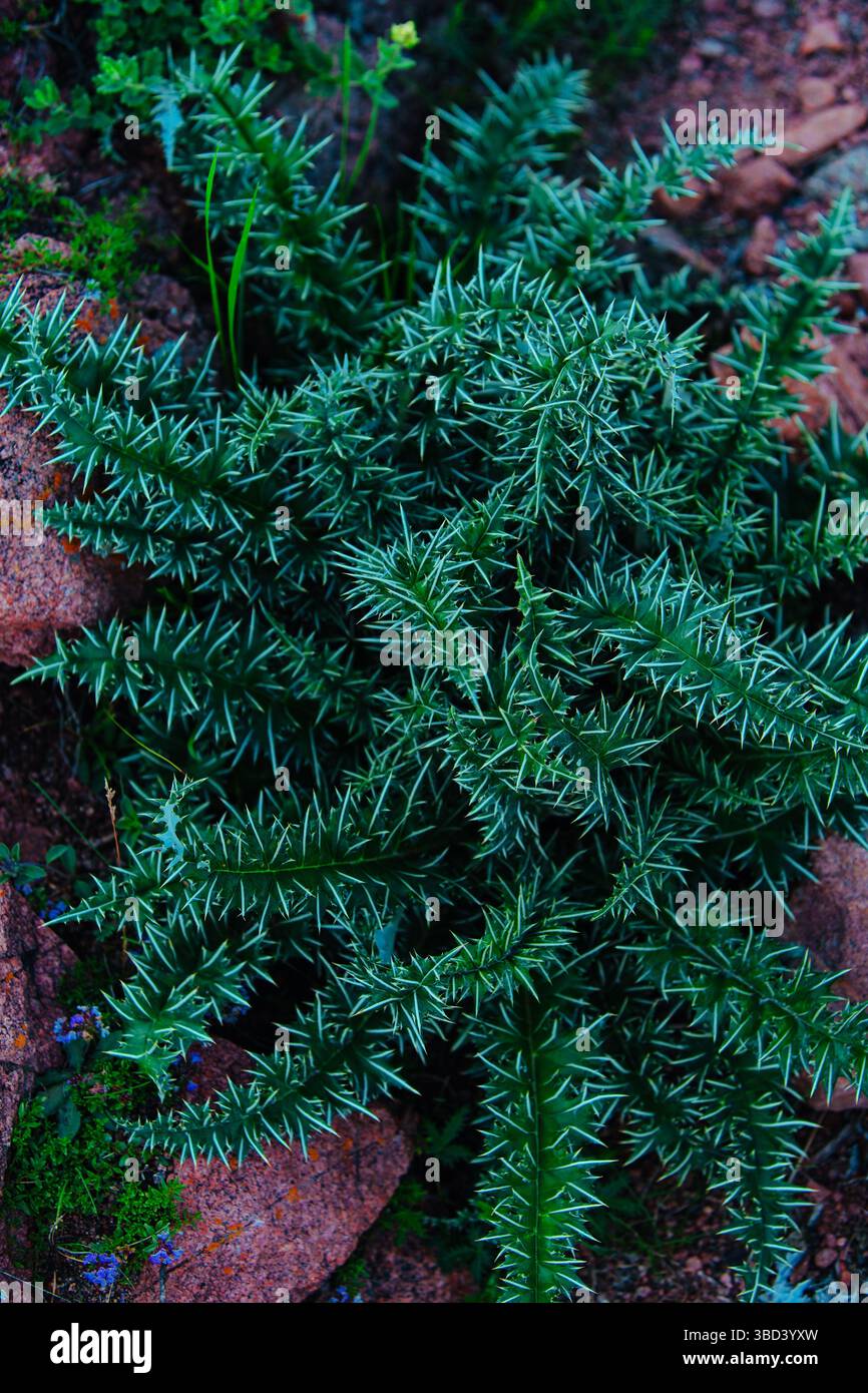 Vista ravvicinata delle piante di montagna spinose Foto Stock