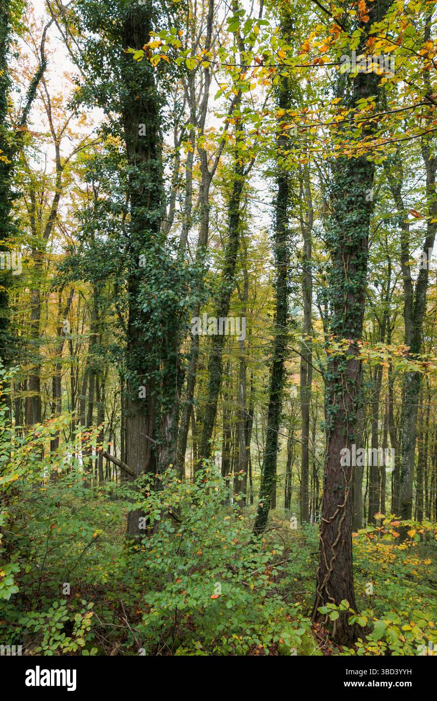 silenzio rivestito di edera Foto Stock
