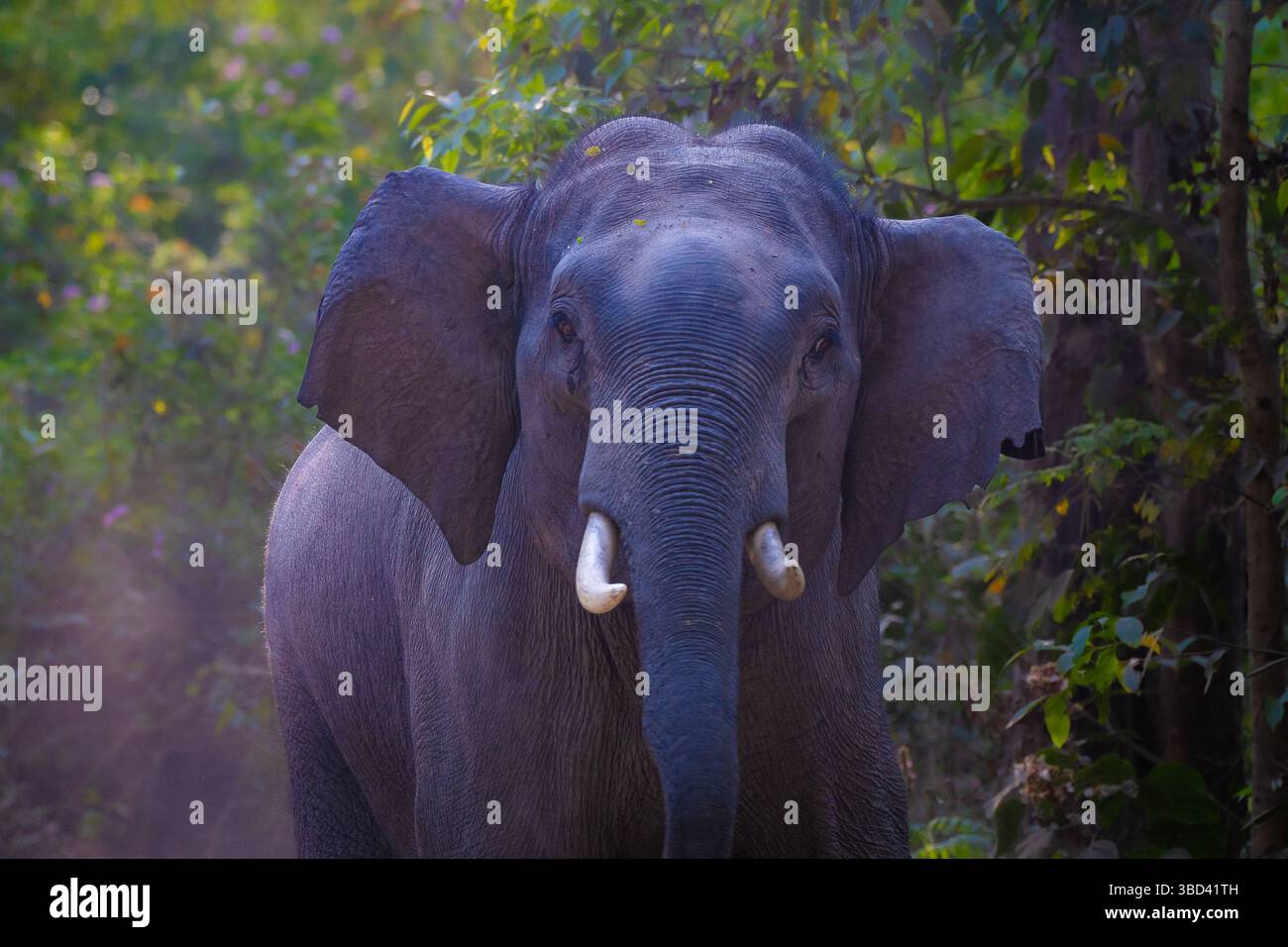 Un giovane elefante asiatico tusker si accusa in aggressione durante un safari nella natura nel Jim Corbett National Park, in India Foto Stock
