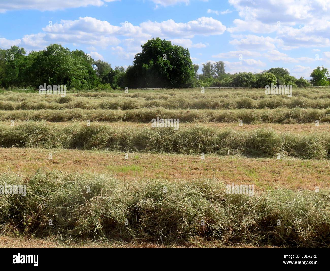...Das trockene Wetter beguenstigt die Mahd - dasGras heut schnell und kann suora rasch in Rollen gepresst eingelagert werden... Heuwiese zwei *** il clima secco favorisce la falciatura rapida dell'erba oggi e può ora essere immagazzinato rapidamente in rotoli prato di fieno due Foto Stock