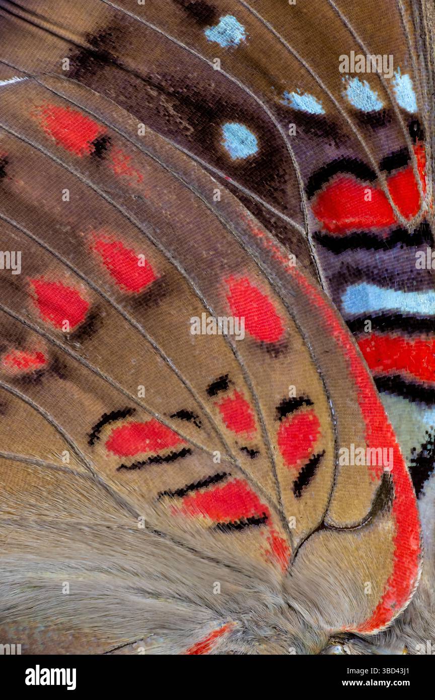 Ala di farfalla close-up Foto Stock Ala di farfalla close-up Foto Stock