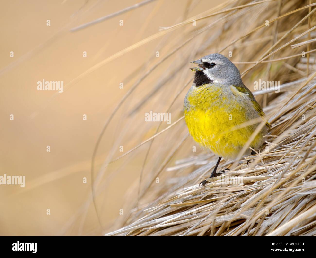 finch maschio a briglia bianca (finch alato delle canarie, finch dalla gola nera) nella tipica erba di Tussock sull'isola dei leoni marini. Sud America, Isole Falkland Foto Stock