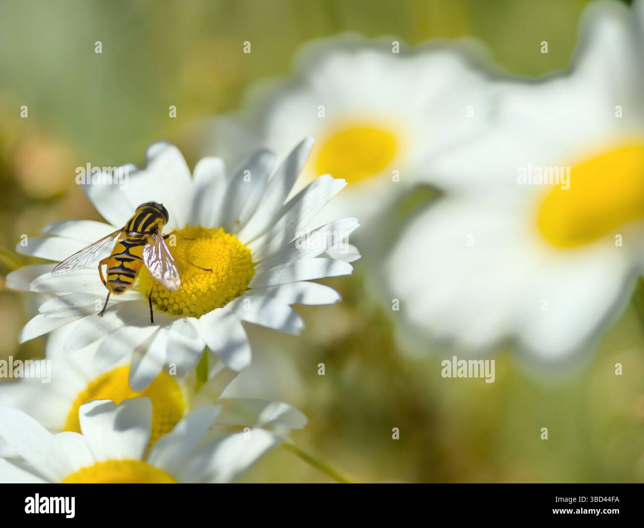 Primo piano di un Helophilus pendulus hoverfly che si nutre di un fiore bianco nella regione di Dombes, in Francia. Questa specie comune imita una vespa ed è spesso fo Foto Stock
