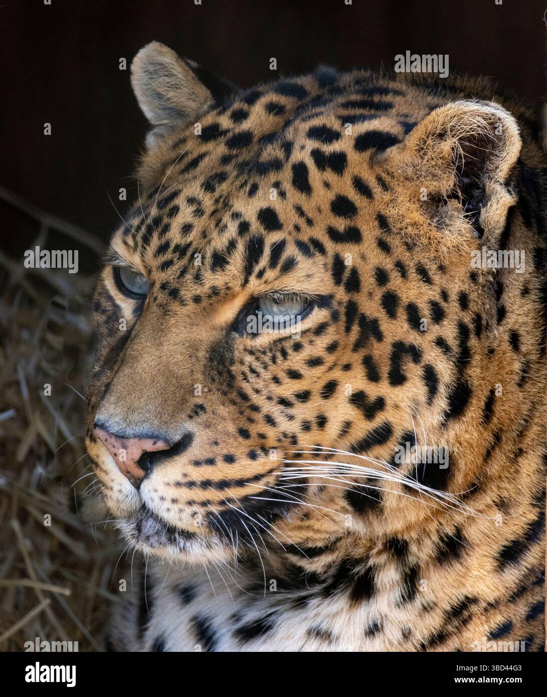 USA, Indiana, Center Point. Primo piano della faccia di leopardo. Foto Stock