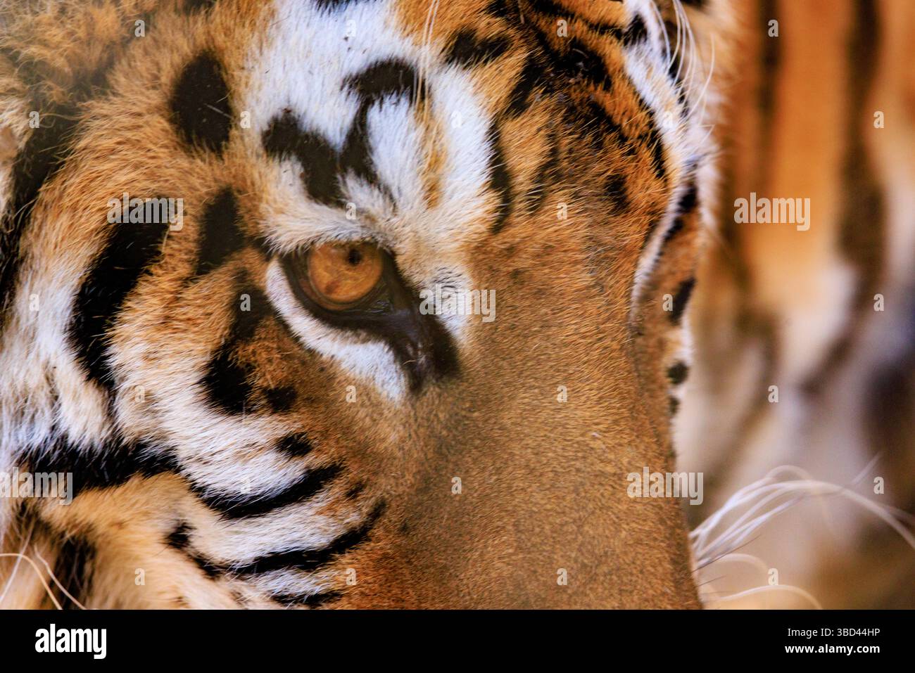 USA, Indiana, Center Point. Primo piano della faccia di tigre. Foto Stock