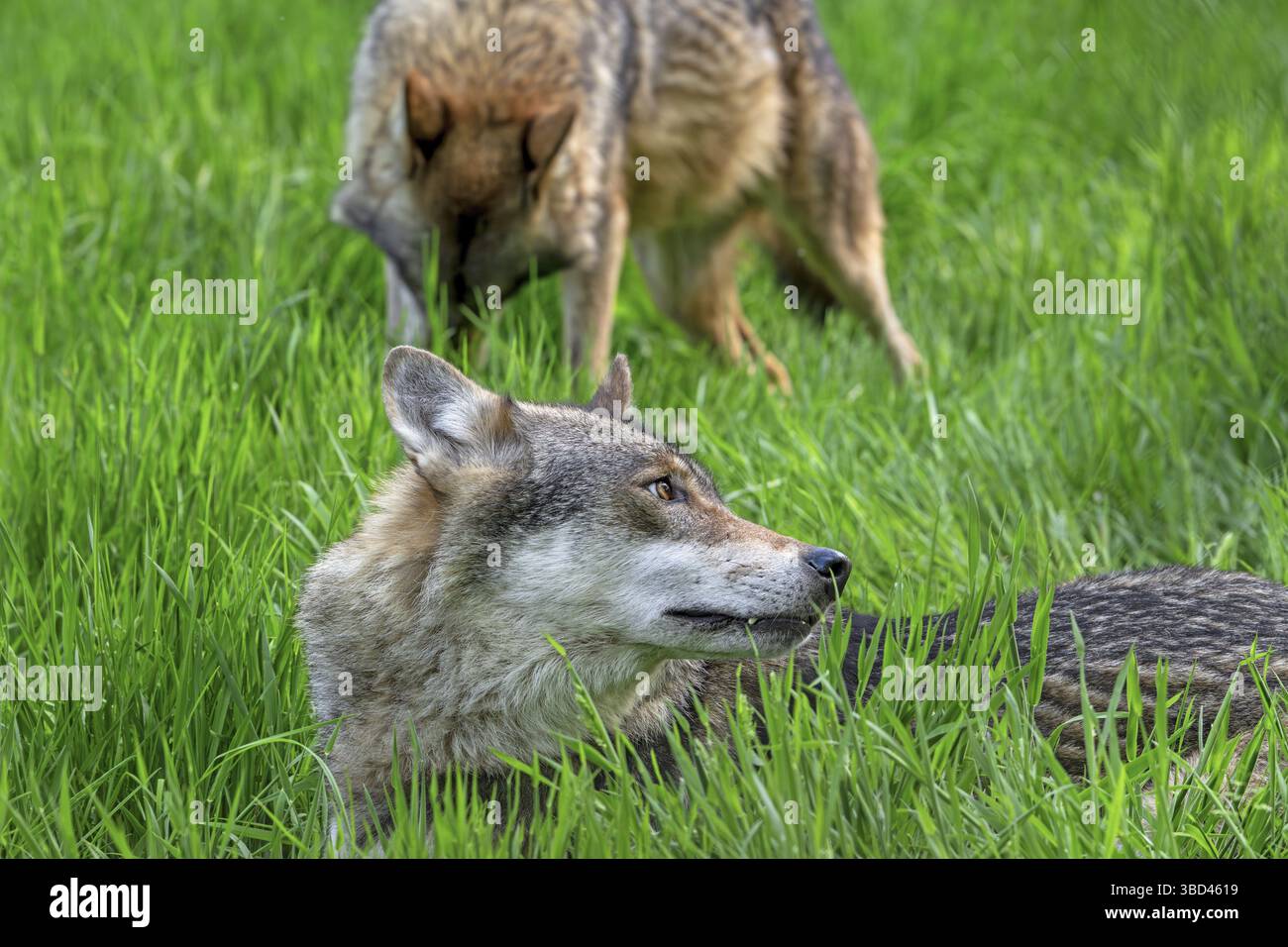 Due lupi eurasiatici, lupi grigi europei (Canis lupus lupus) che riposano in prato, prateria Foto Stock