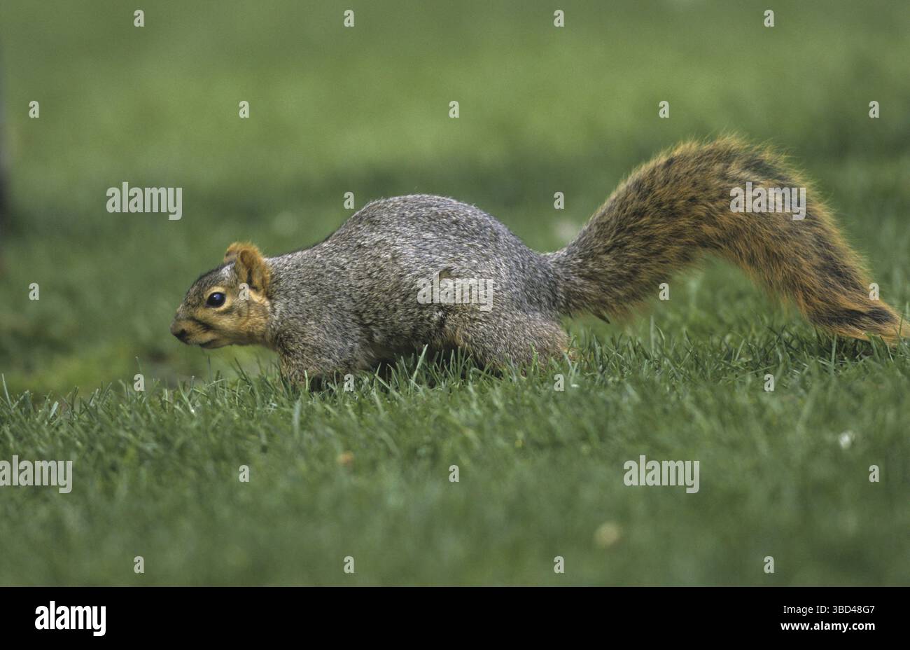 Eastern Fox Squirrel (Scirius niger), su erba, Michigan, Stati Uniti Foto Stock