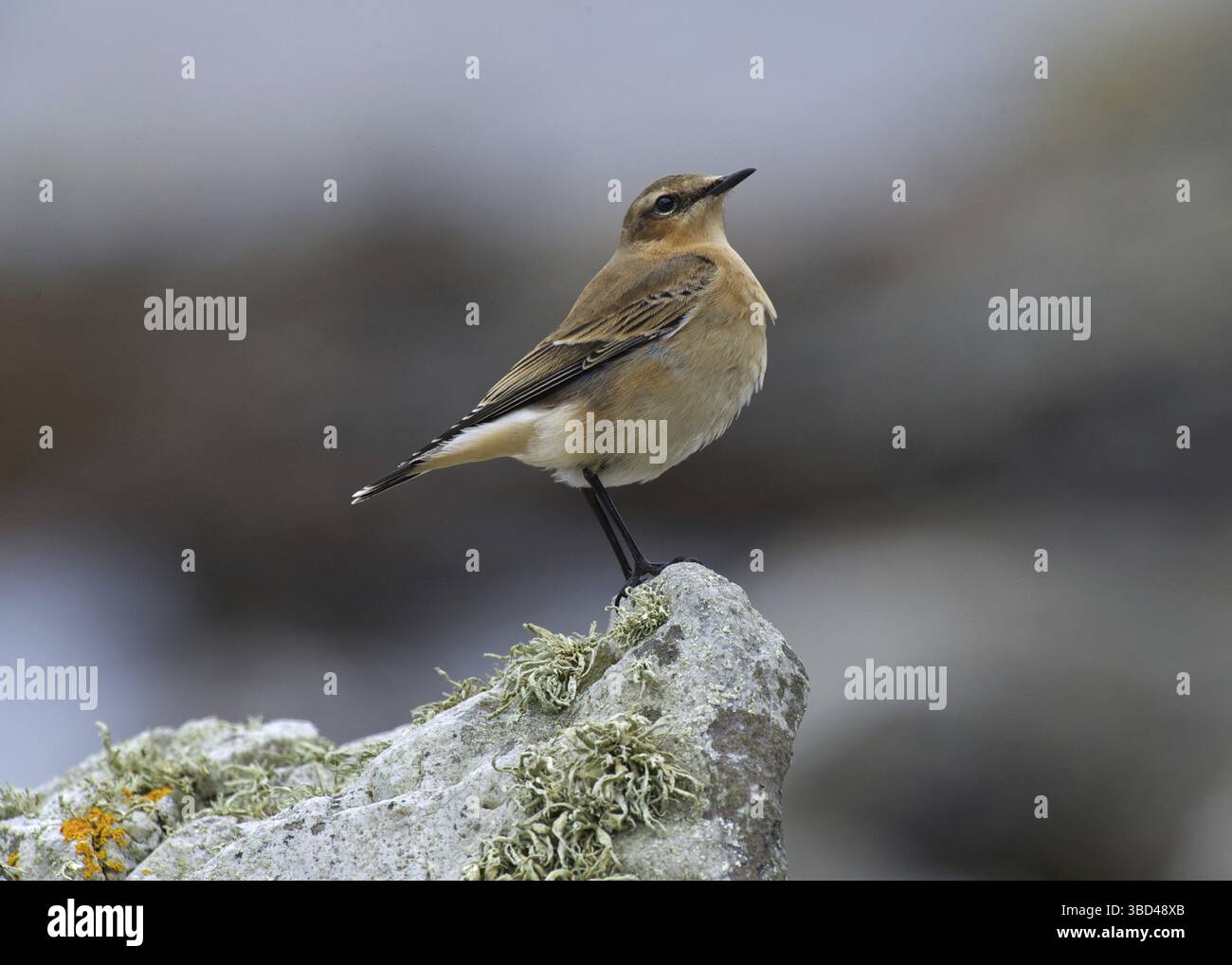 Northern Wheatear (Oenanthe oenanthe), giovanile, arroccato sulla roccia, Islay Sound, Islay, Ebridi interne, Scozia, Regno Unito, Europa Foto Stock