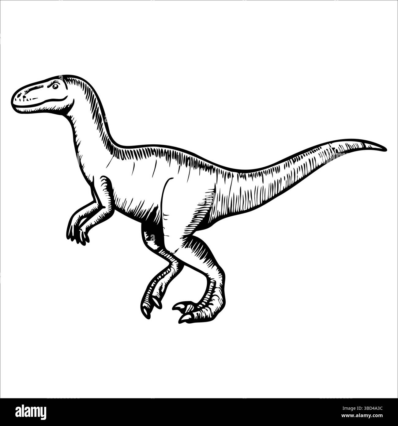 Un'illustrazione dettagliata di un dinosauro velociraptor. La creatura sta in piedi con una lunga coda Illustrazione Vettoriale