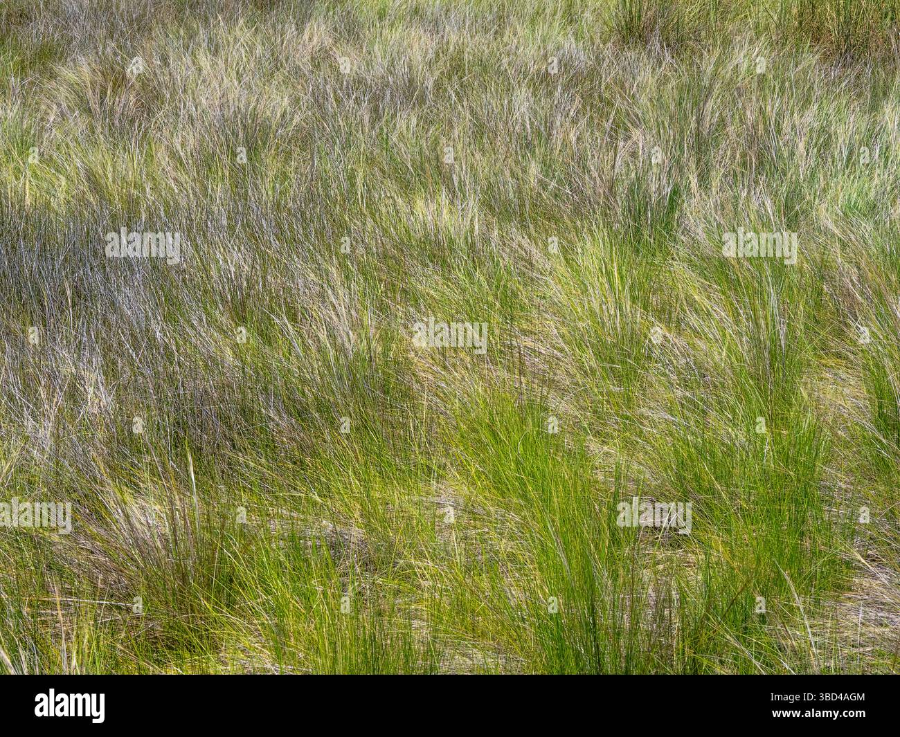 Prateria nel Fakahatchee Strand Preserve State Park nel sud-ovest della Florida, Stati Uniti Foto Stock