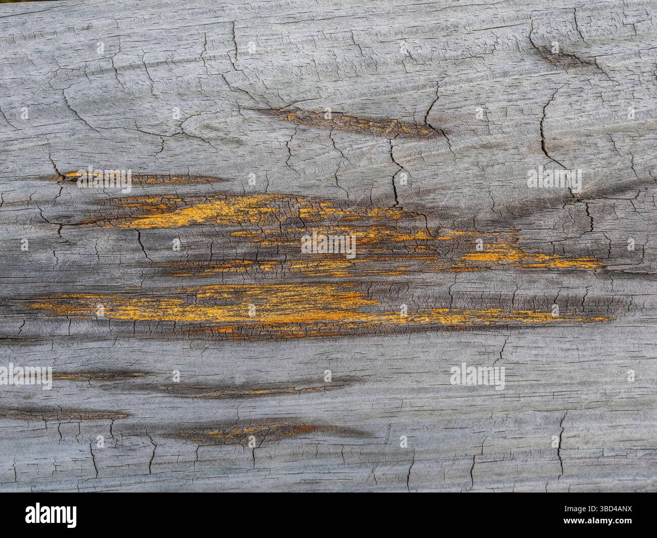 Primo piano di nodi di colore arancione in legno grigio resistente agli agenti atmosferici Foto Stock