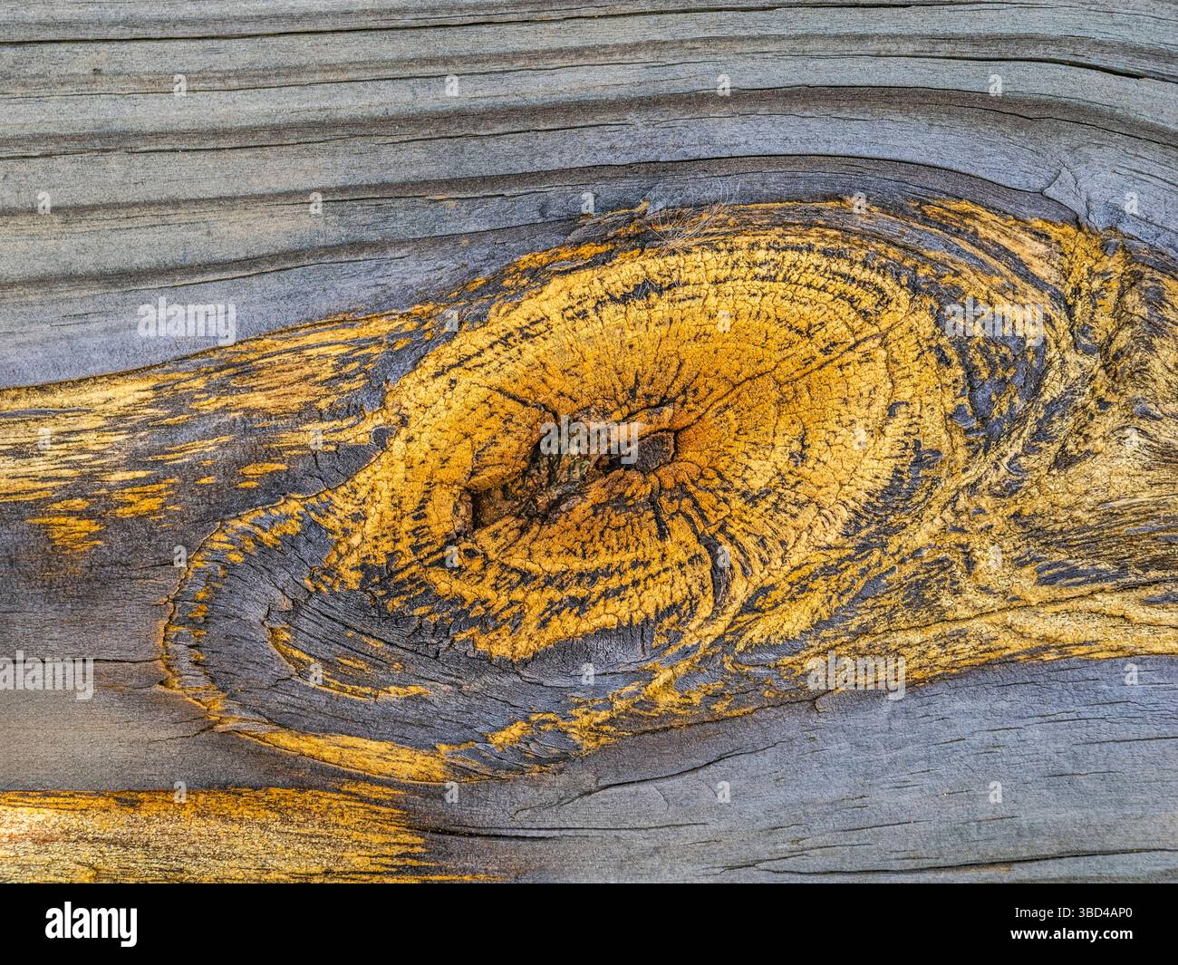 Primo piano di nodi di colore arancione in legno grigio resistente agli agenti atmosferici Foto Stock