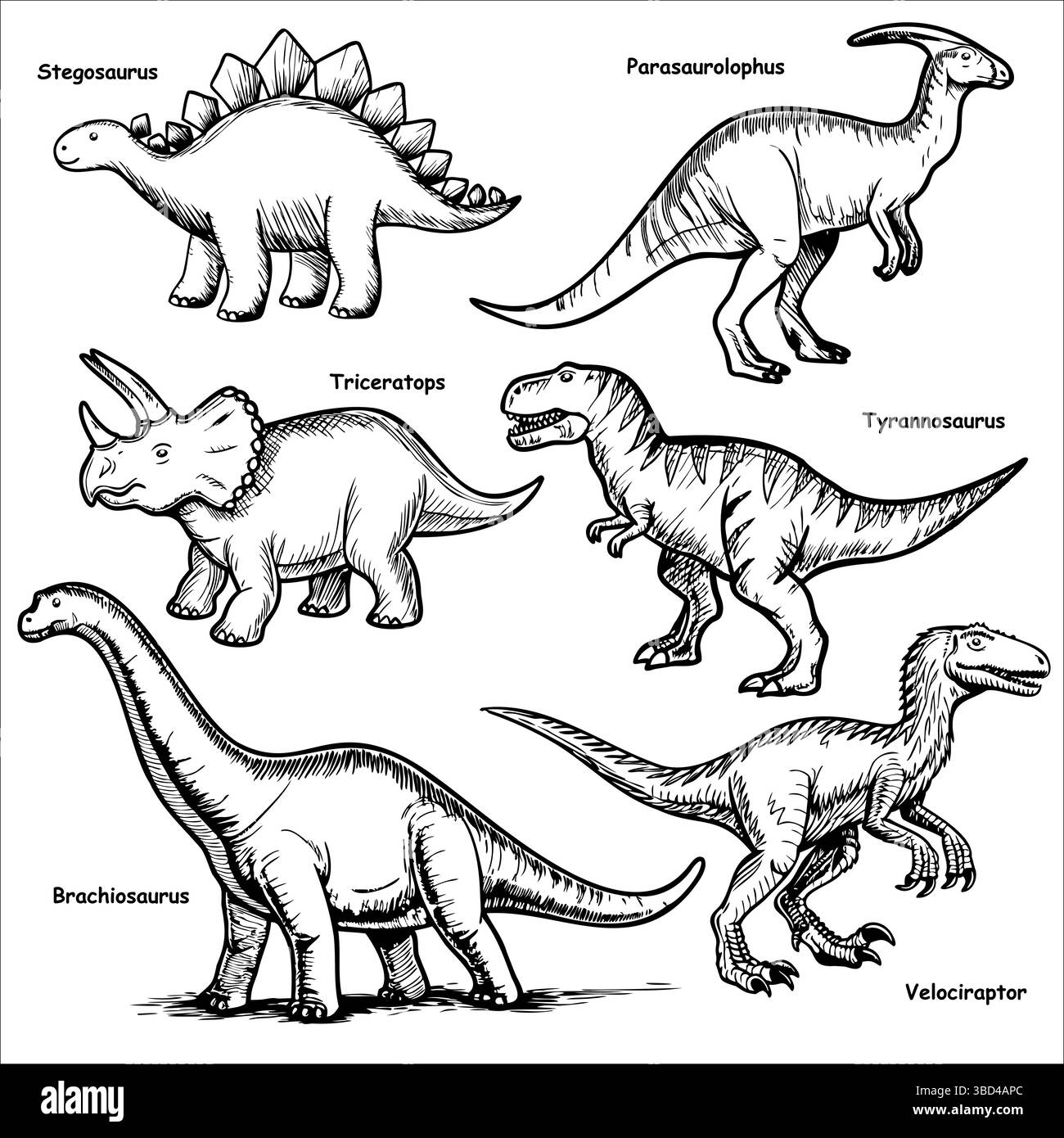 Una collezione di sei illustrazioni di dinosauri tra cui Stegosaurus, Parasaurolophus, Triceratops, Tyrannosaurus, Brachiosaurus, e Velociraptor Illustrazione Vettoriale