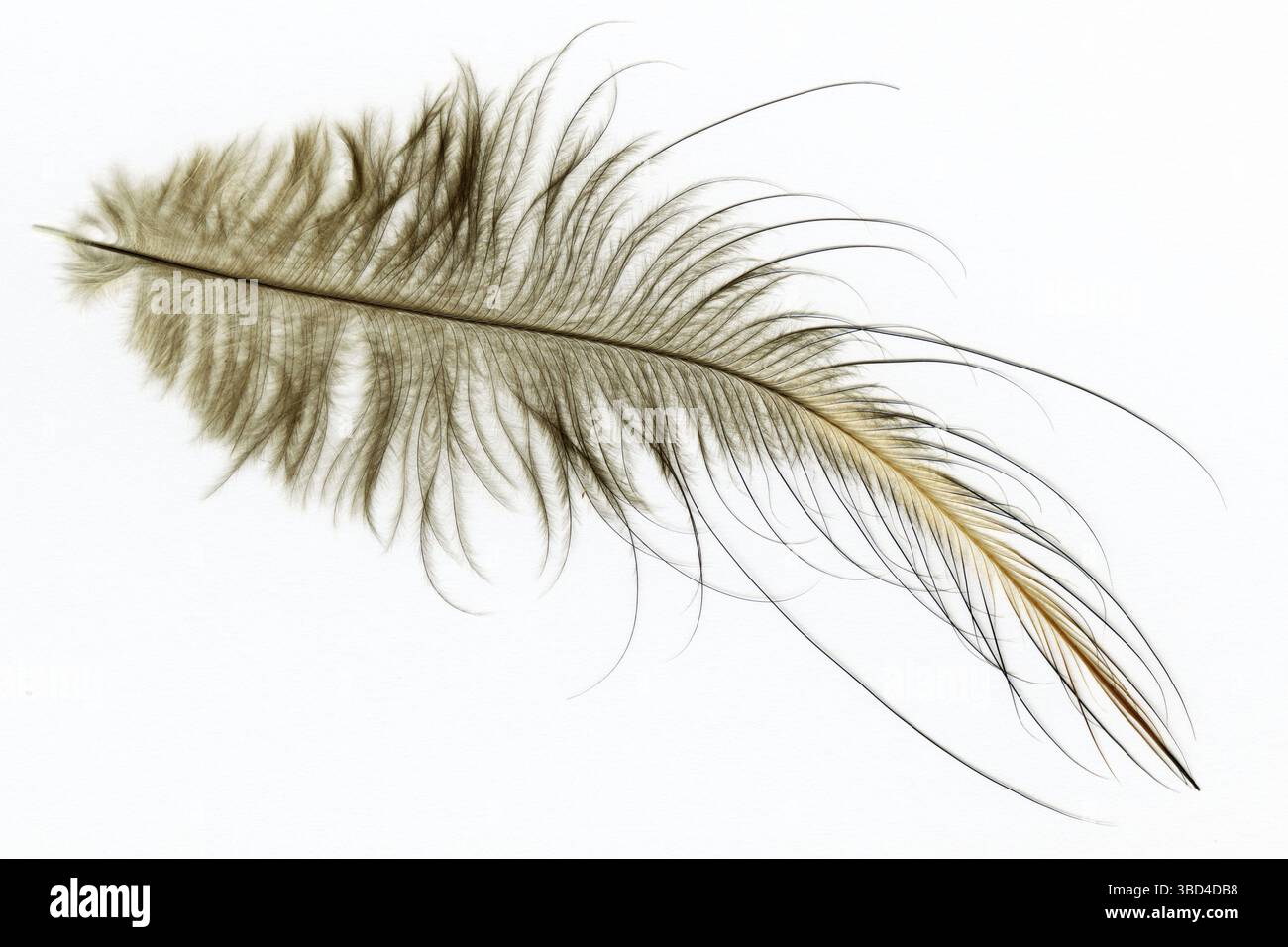 Una piuma della North Island brown kiwi, Apteryx mantelli, dalla Nuova Zelanda Foto Stock