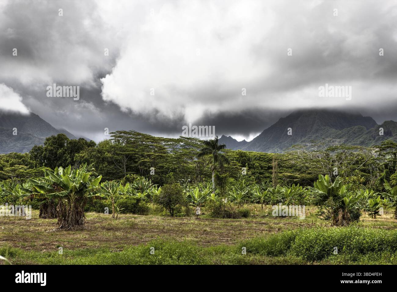 Paesaggio di Kualoa Ranch, Oahu, Pacifico, Hawaii, Stati Uniti Foto Stock