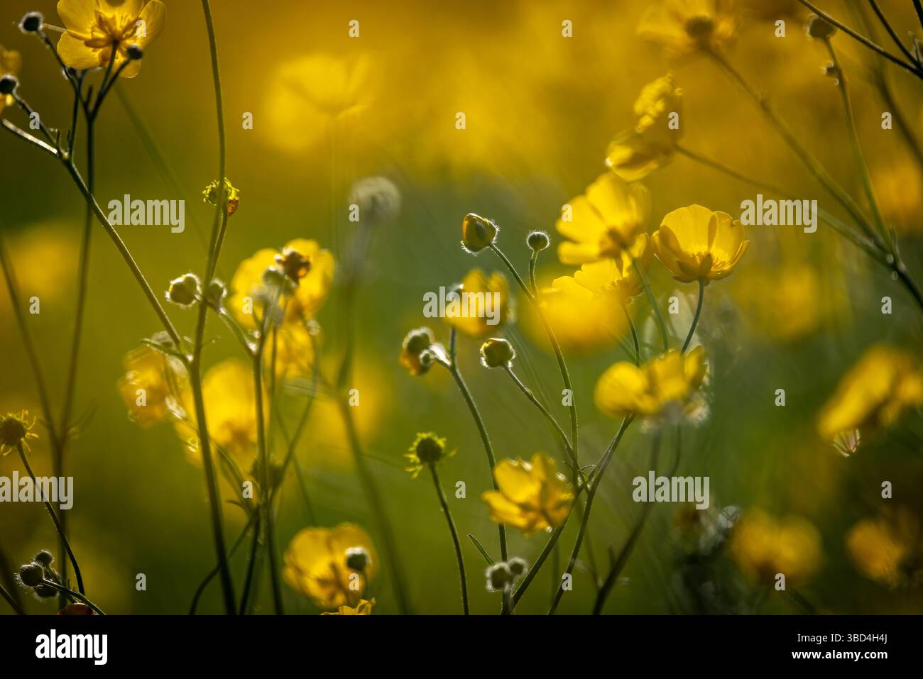 Un primo piano di tazzine in fiore in una giornata di sole primaverili, con una profondità di campo bassa Foto Stock