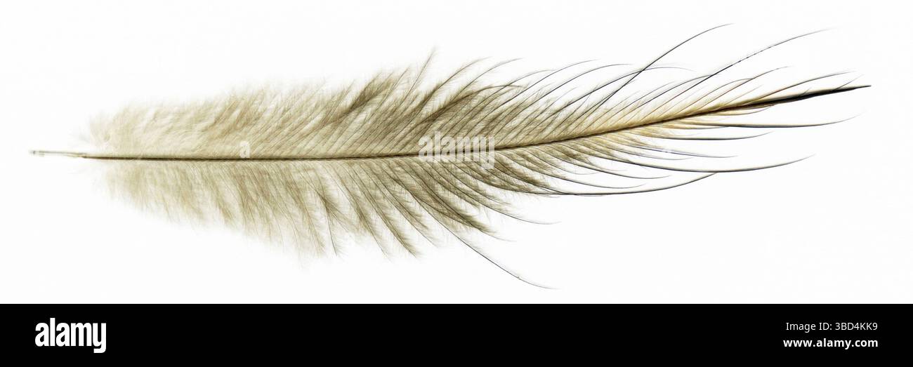 Una piuma della North Island brown kiwi, Apteryx mantelli, dalla Nuova Zelanda Foto Stock