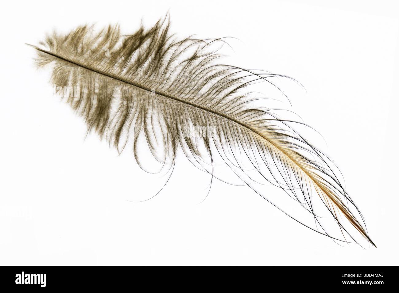 Una piuma della North Island brown kiwi, Apteryx mantelli, dalla Nuova Zelanda Foto Stock