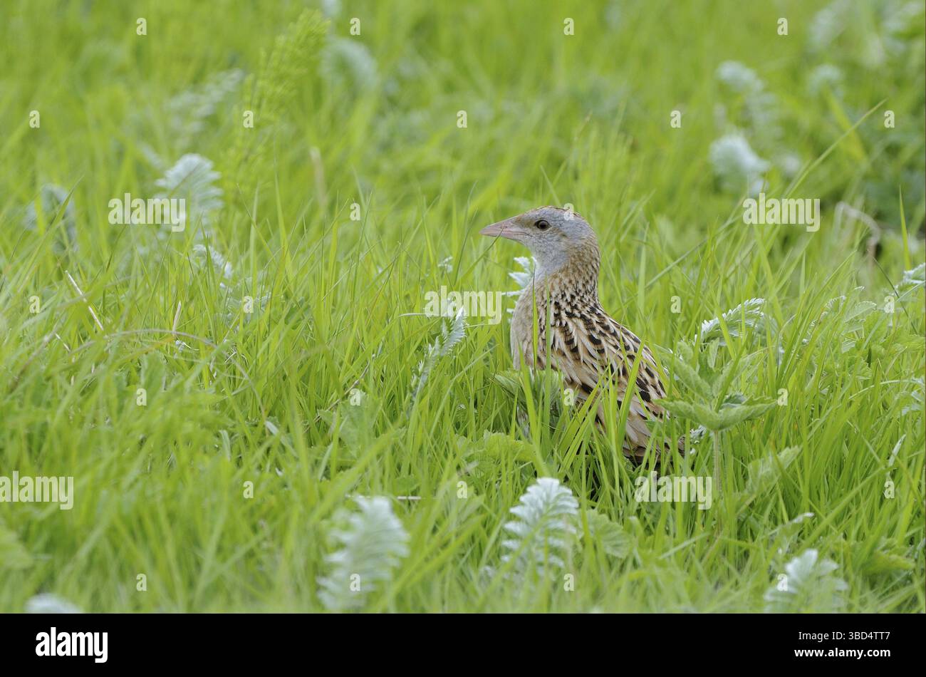 Corncrake (Crex crex), adulto, in piedi in erba, Balranald Reserve, North Uist, Ebridi esterne, Scozia, Regno Unito, Europa Foto Stock