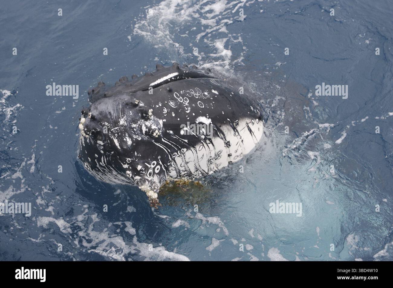 Megattere (Megaptera novaeangliae), adulto, ritratto, spyhopping, sulla migrazione, Hervey Bay, Queensland, Australia Foto Stock