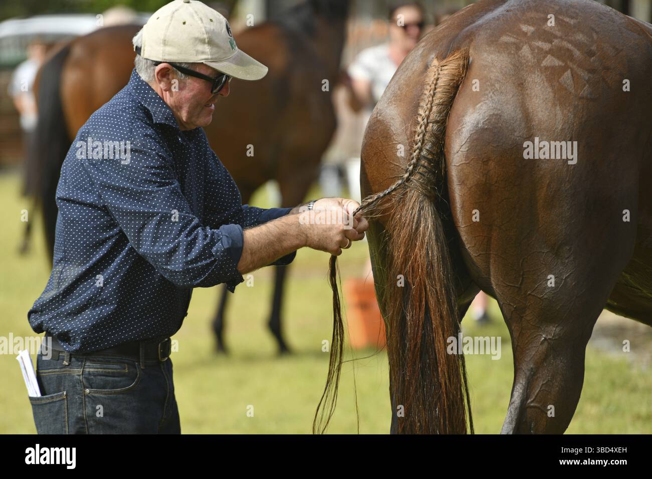 KUMARA, NUOVA ZELANDA, 8 GENNAIO 2022: Un addestratore tintona la coda di un cavallo alla gara Gold Nuggets al Kumara Race Track, 8 gennaio 2022 Foto Stock