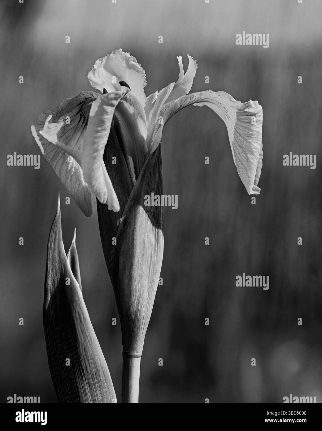 iris giallo monocromatico Foto Stock