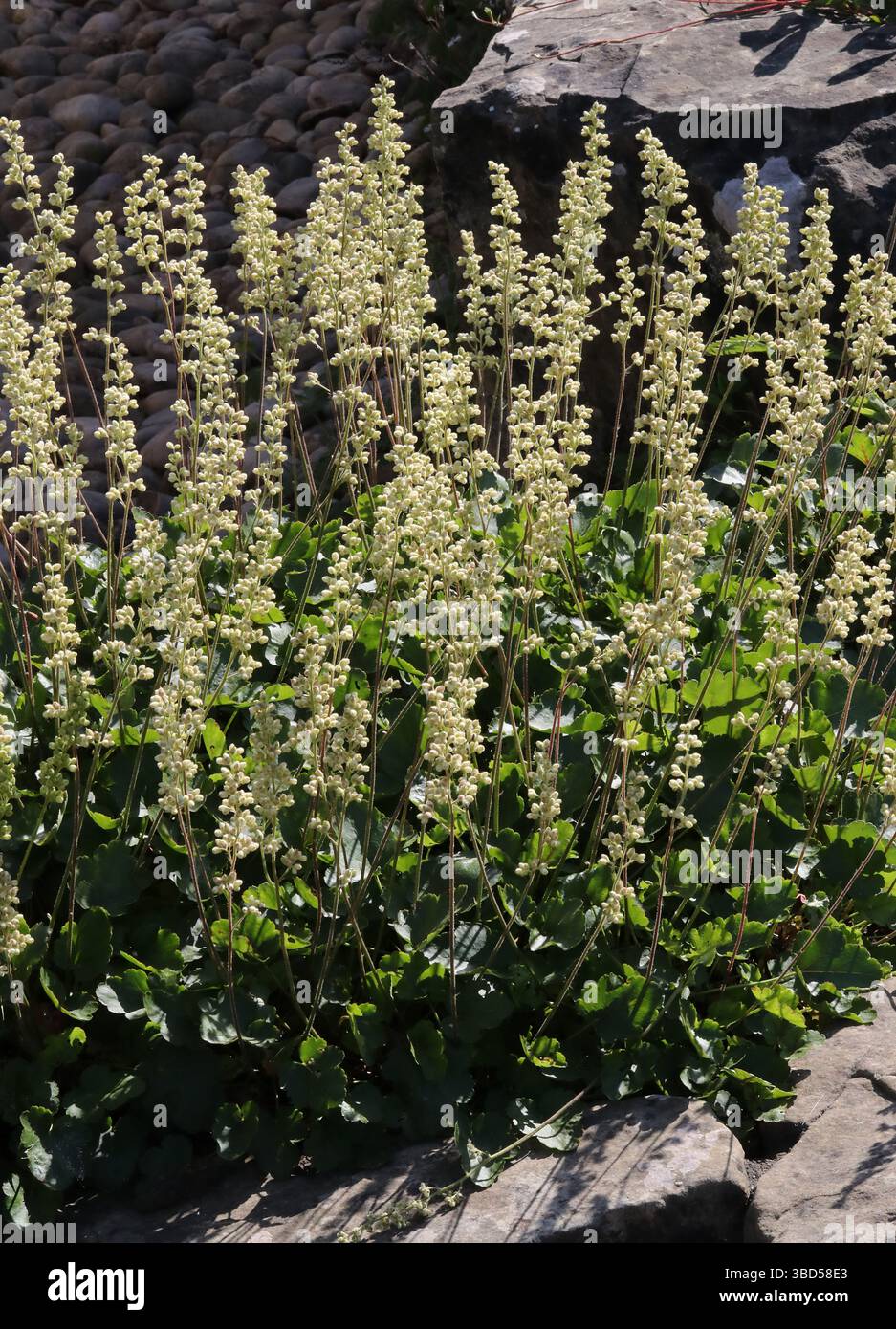 Poker Alumroot, Roundleaf Alumroot o Coral Bells, Heuchera cylindrica, Saxifragaceae. Canada occidentale e Stati Uniti nordoccidentali. Foto Stock