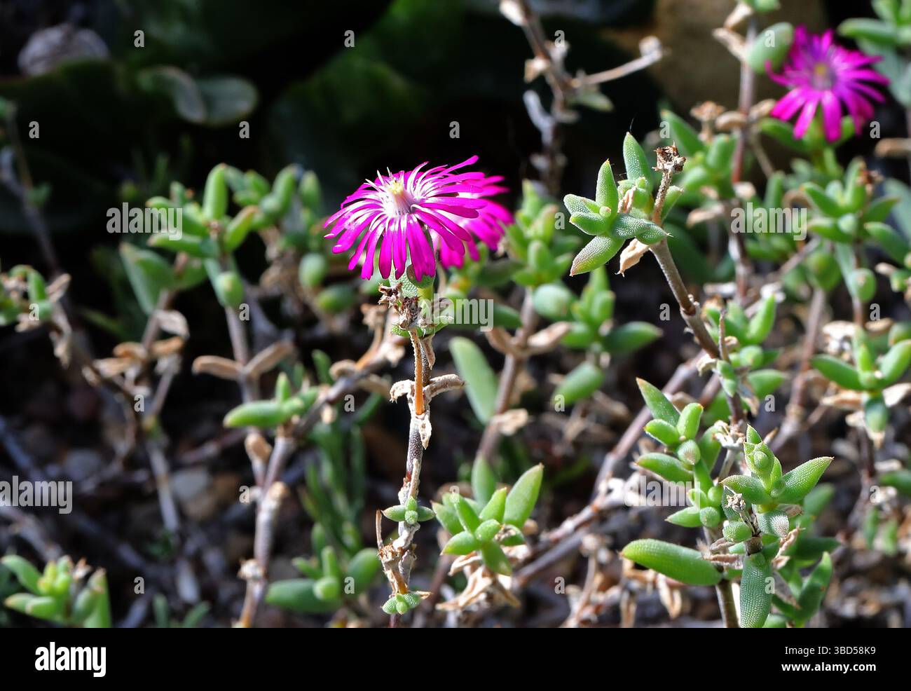 Pianta di ghiaccio verticale, Delosperma floribundum, Aizoaceae. Stato libero a KwaZulu-Natal, Sud Africa. Foto Stock