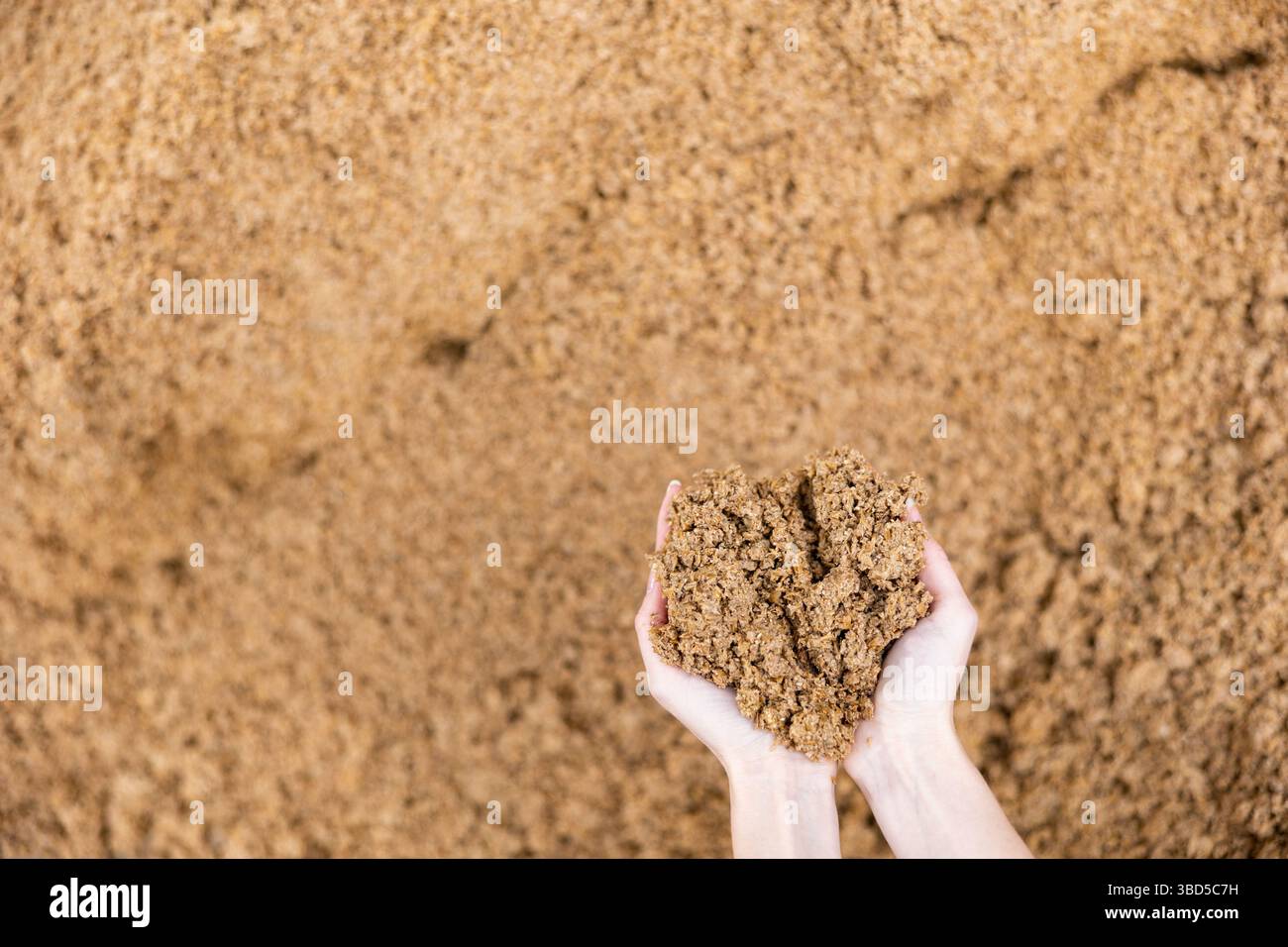 Mani di agricoltori che detengono una manciata di grano esaurito del birraio Foto Stock