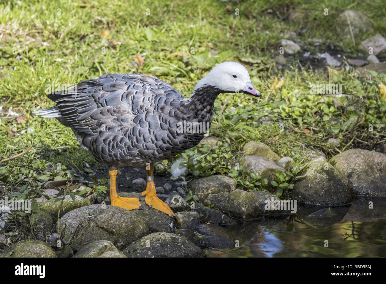 L'imperatore goose (Anser canagicus) sul lago di bank, nativo di Alaska, Stati Uniti e Kamchatka, Russia Foto Stock